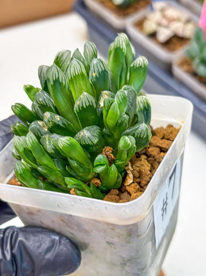 Haworthia Obtusa Hyb (wa10) (7) | Rare Succulent