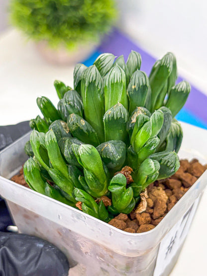 Haworthia Obtusa Hyb (wa10) (7) | Rare Succulent