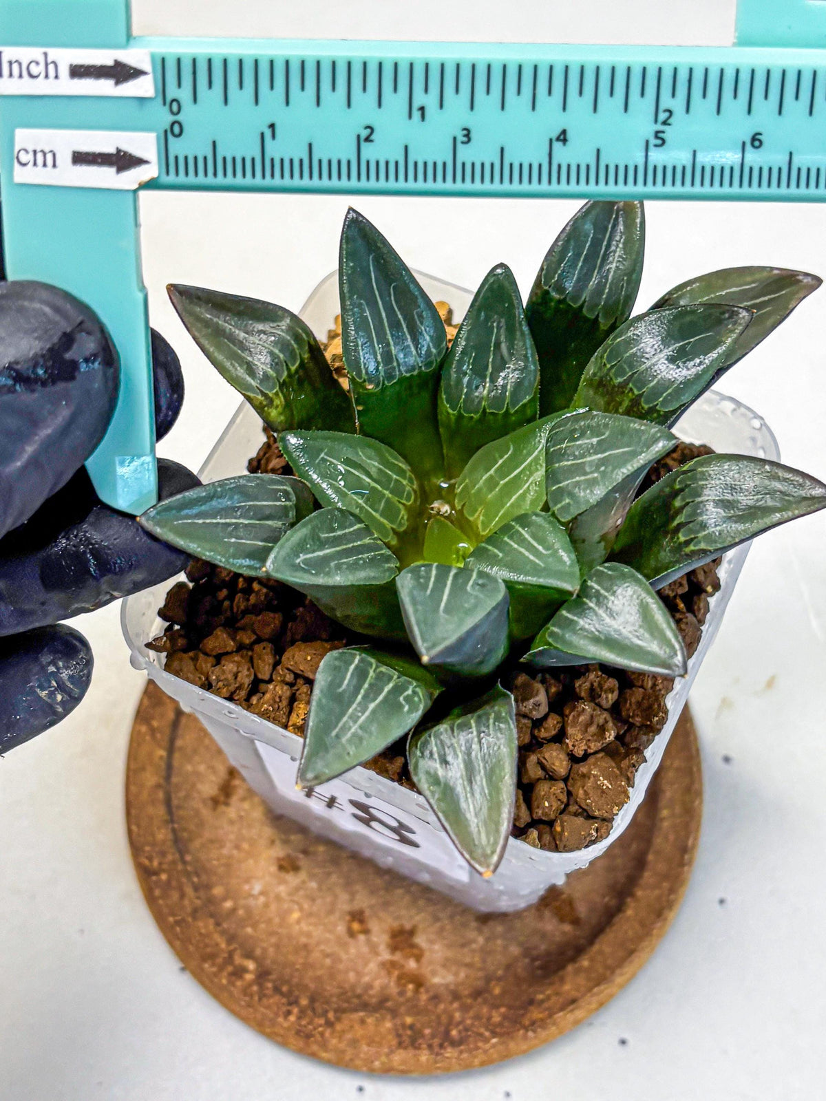 Haworthia Correcta Hyb (wa10) (8) | Rare Succulent