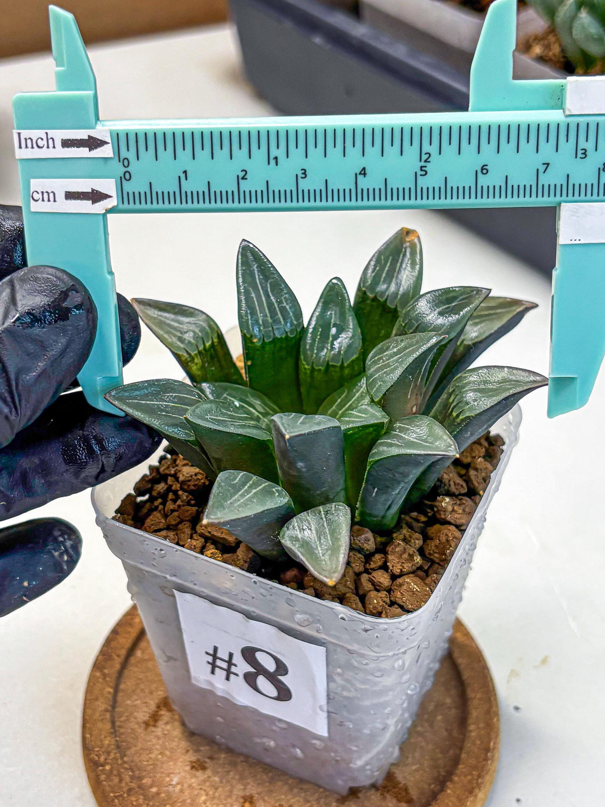 Haworthia Correcta Hyb (wa10) (8) | Rare Succulent