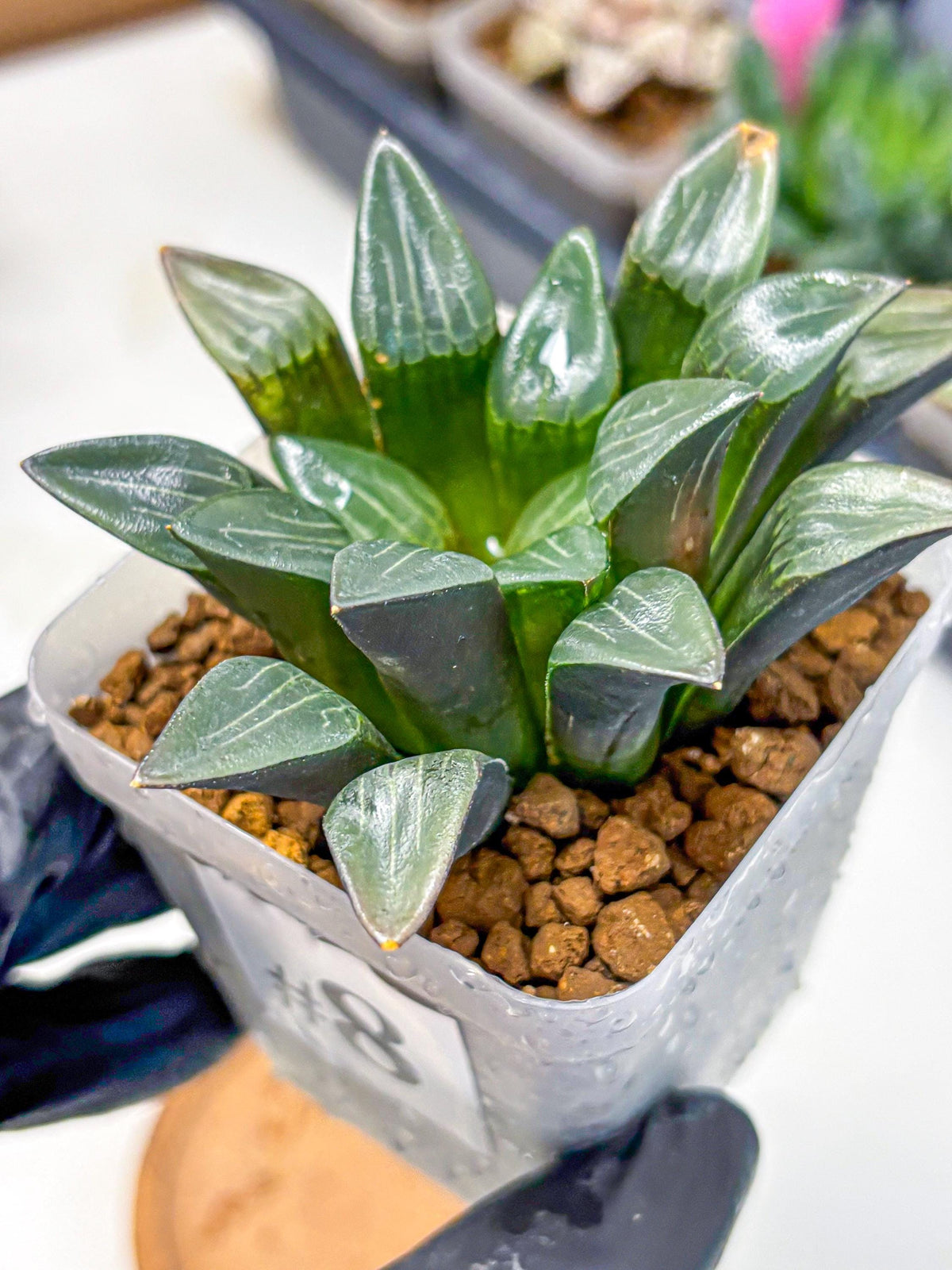 Haworthia Correcta Hyb (wa10) (8) | Rare Succulent