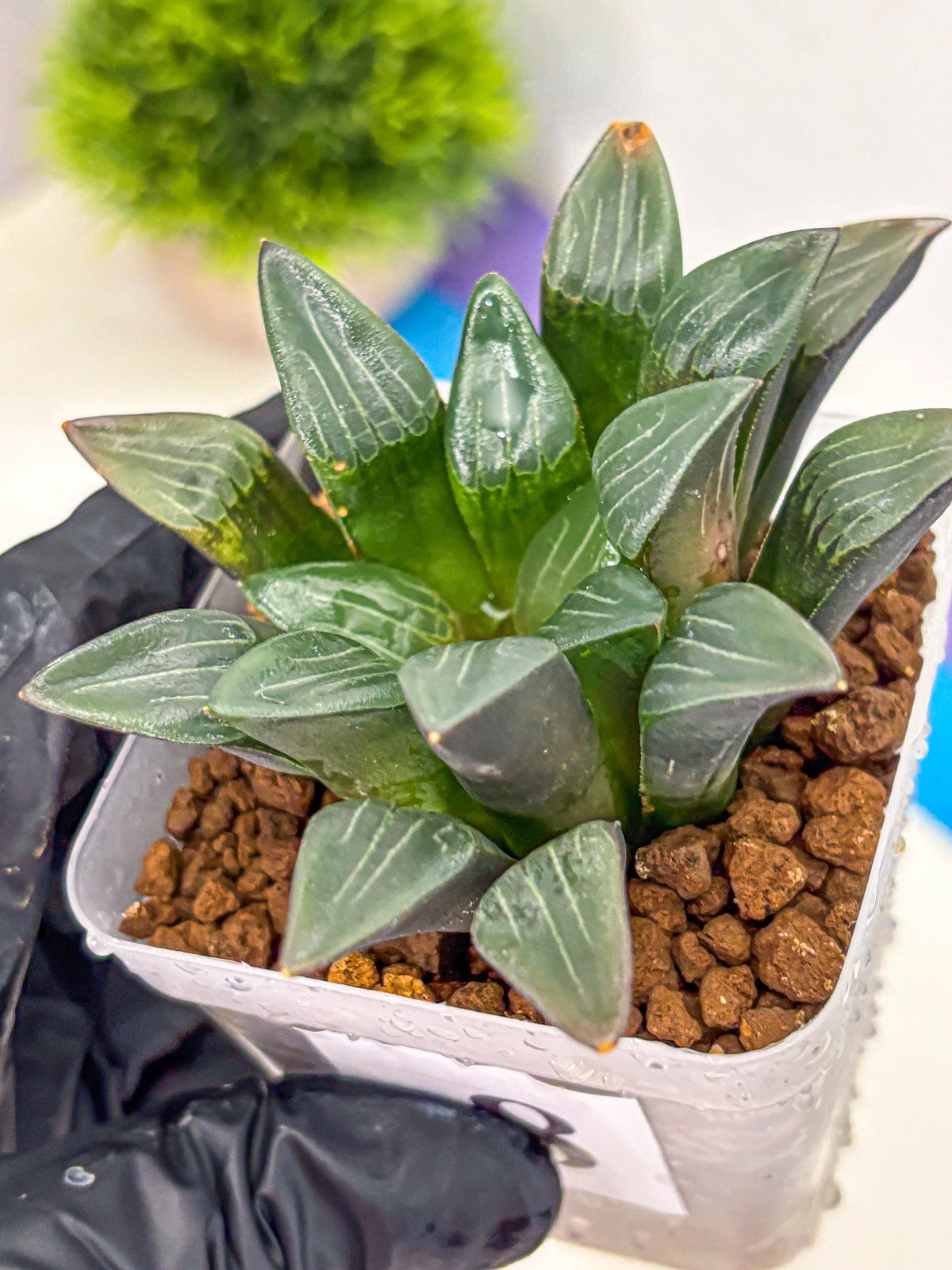 Haworthia Correcta Hyb (wa10) (8) | Rare Succulent