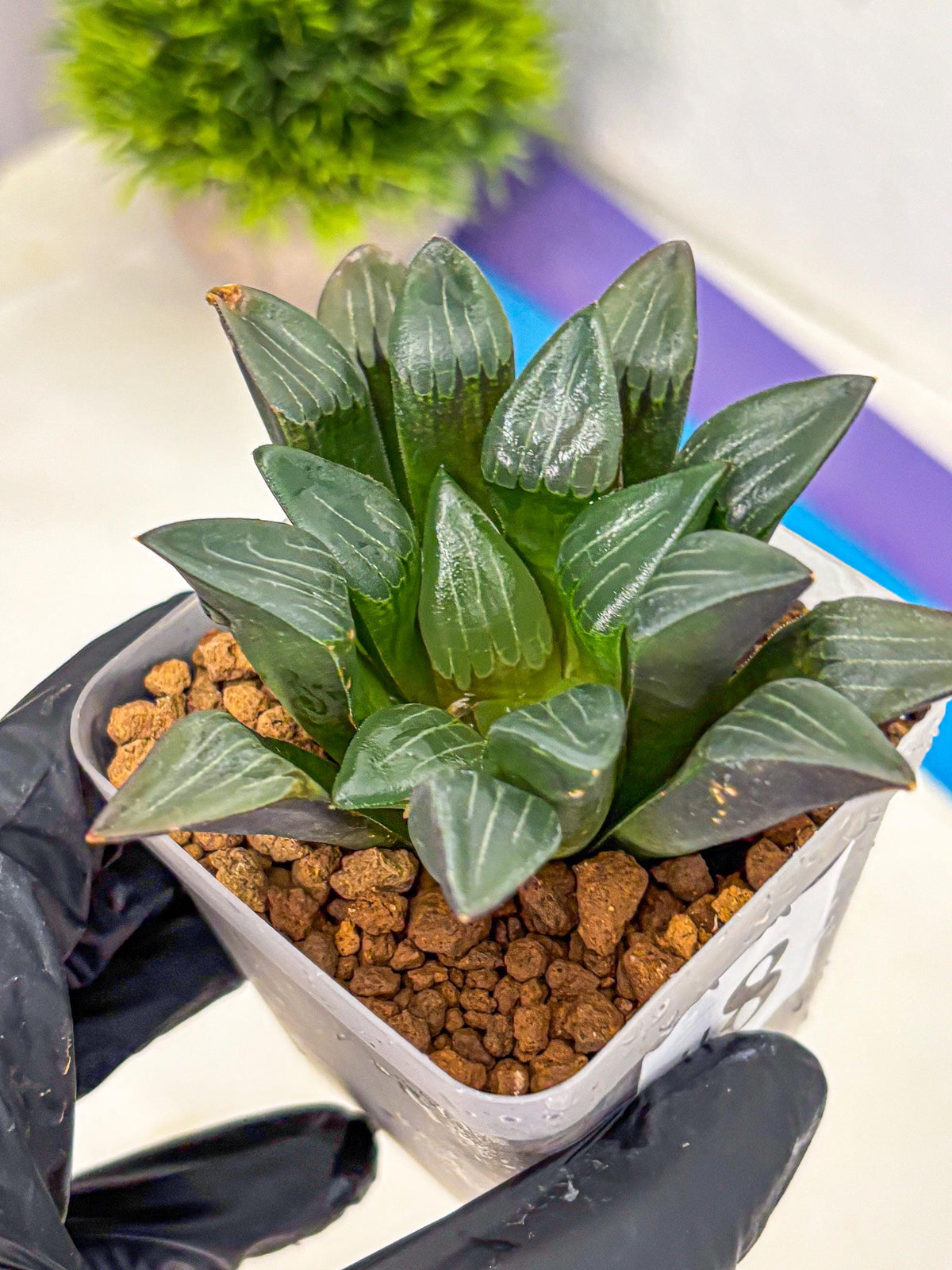 Haworthia Correcta Hyb (wa10) (8) | Rare Succulent
