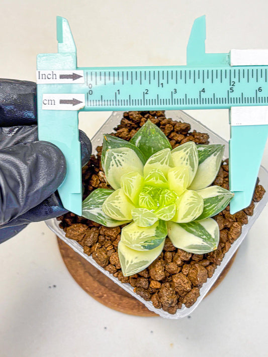 Haworthia Obtusa x Cymbiformis (wa10) (9) | Rare Succulent