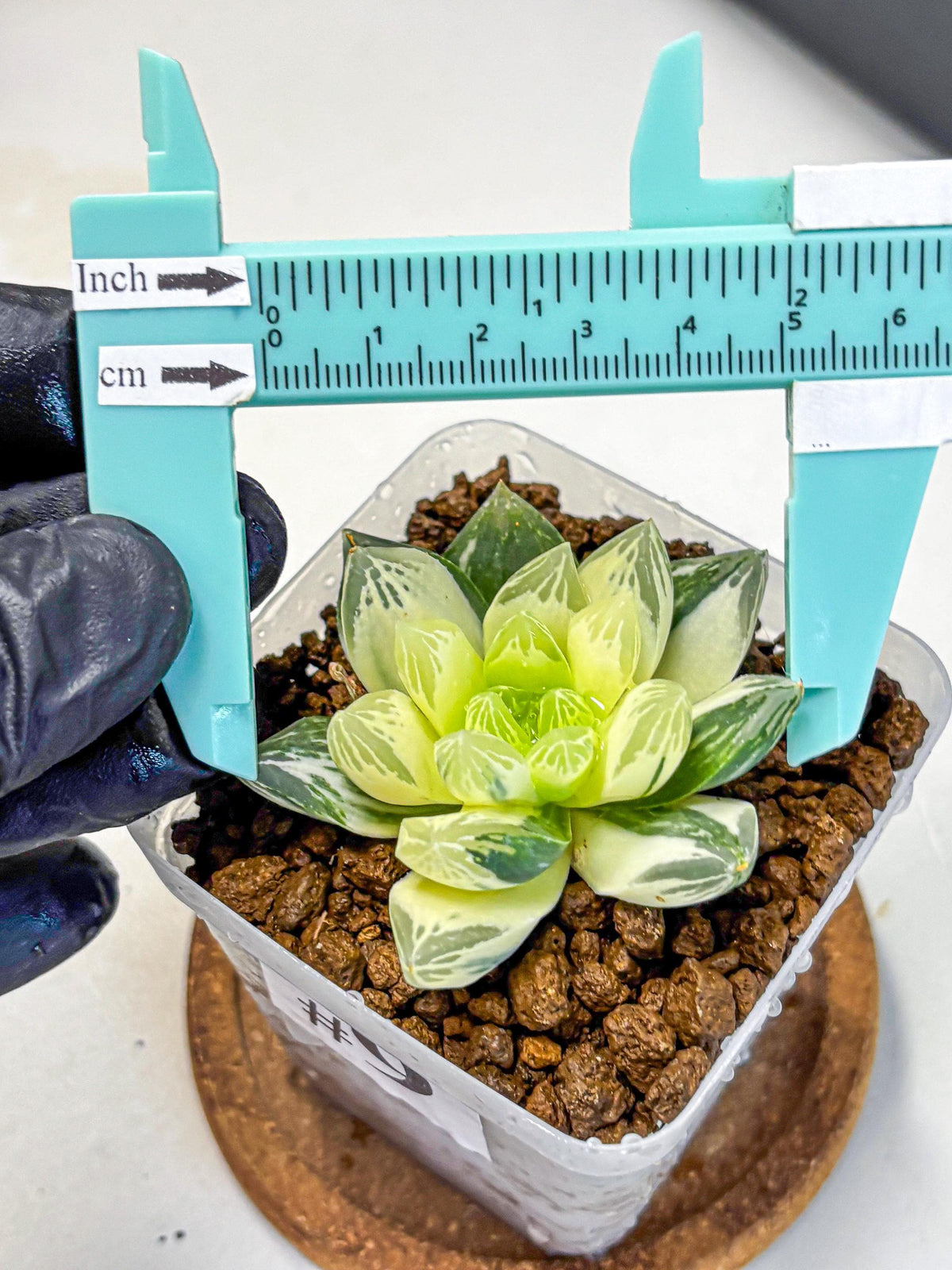 Haworthia Obtusa x Cymbiformis (wa10) (9) | Rare Succulent