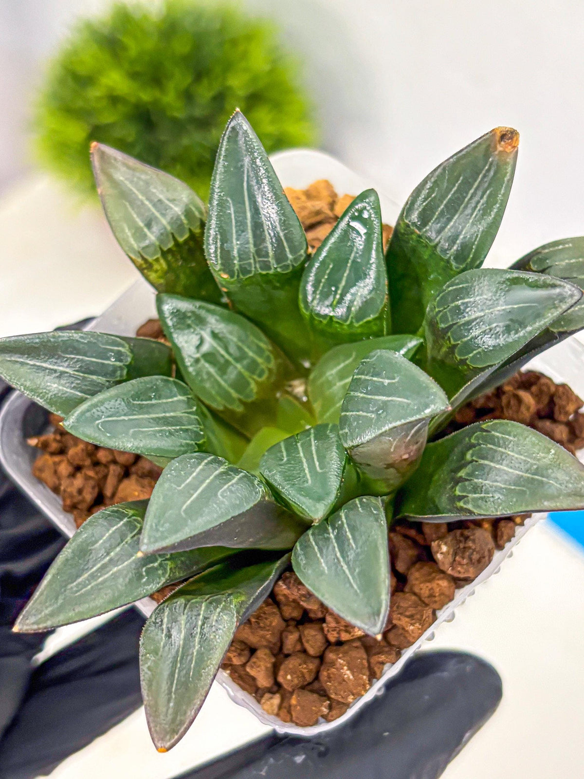 Haworthia Correcta Hyb (wa10) (8) | Rare Succulent