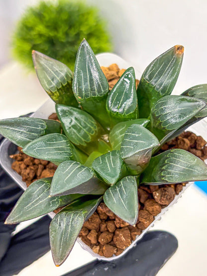 Haworthia Correcta Hyb (wa10) (8) | Rare Succulent