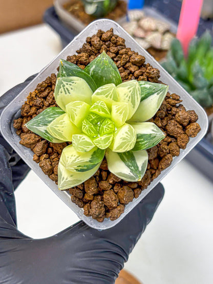 Haworthia Obtusa x Cymbiformis (wa10) (9) | Rare Succulent