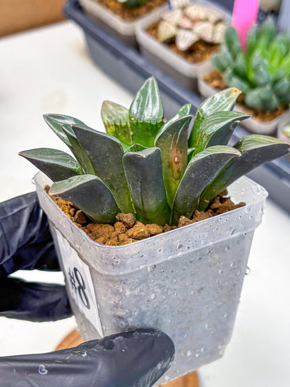 Haworthia Correcta Hyb (wa10) (8) | Rare Succulent