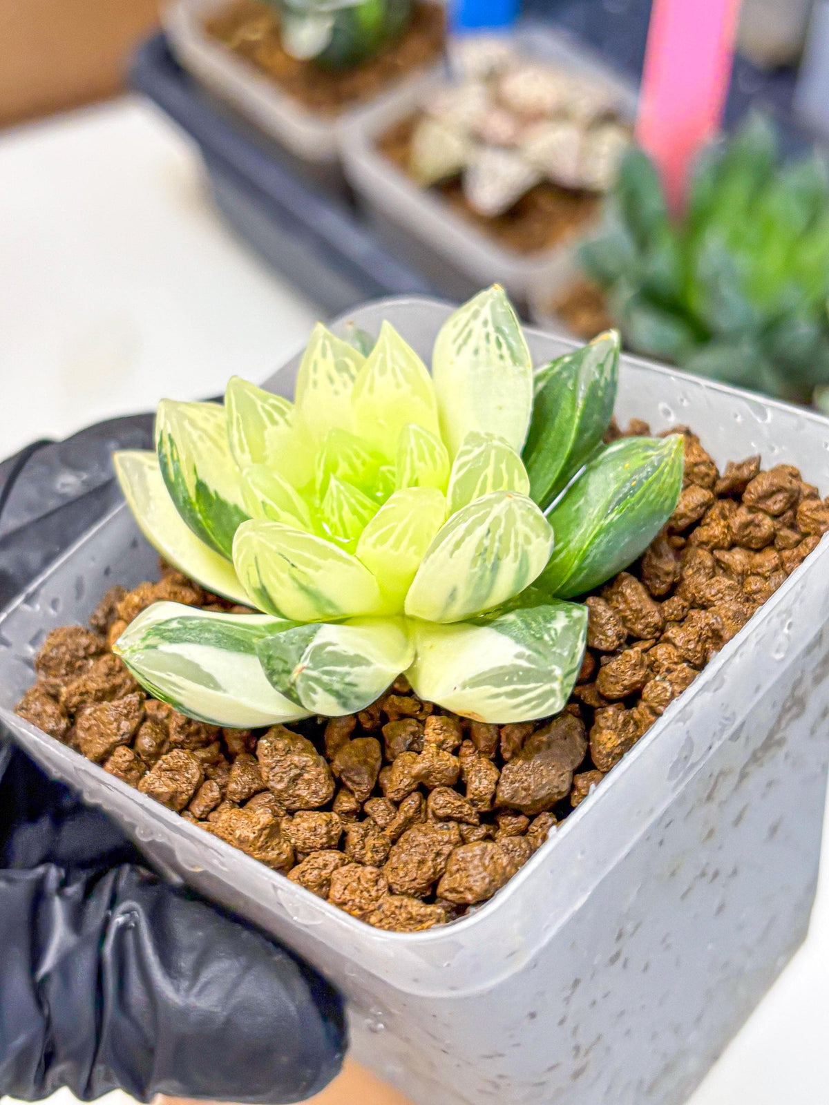 Haworthia Obtusa x Cymbiformis (wa10) (9) | Rare Succulent