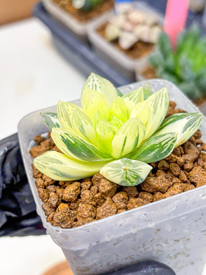 Haworthia Obtusa x Cymbiformis (wa10) (9) | Rare Succulent
