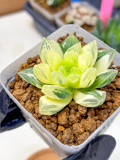 Haworthia Obtusa x Cymbiformis (wa10) (9) | Rare Succulent