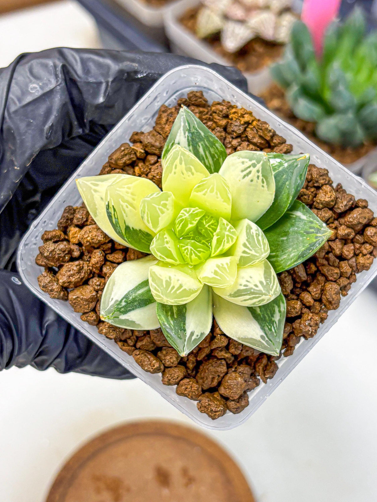 Haworthia Obtusa x Cymbiformis (wa10) (9) | Rare Succulent