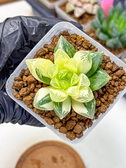 Haworthia Obtusa x Cymbiformis (wa10) (9) | Rare Succulent