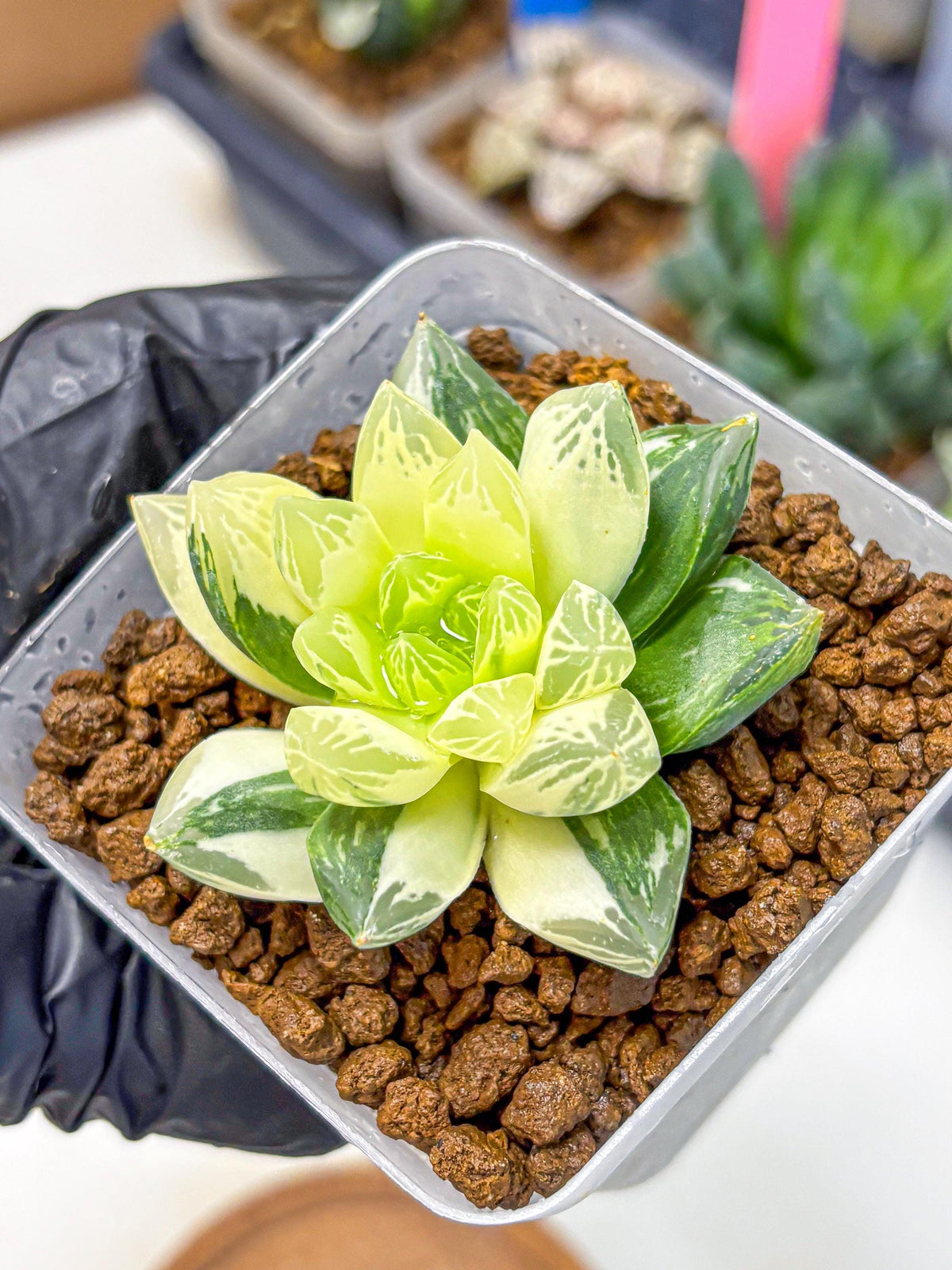 Haworthia Obtusa x Cymbiformis (wa10) (9) | Rare Succulent