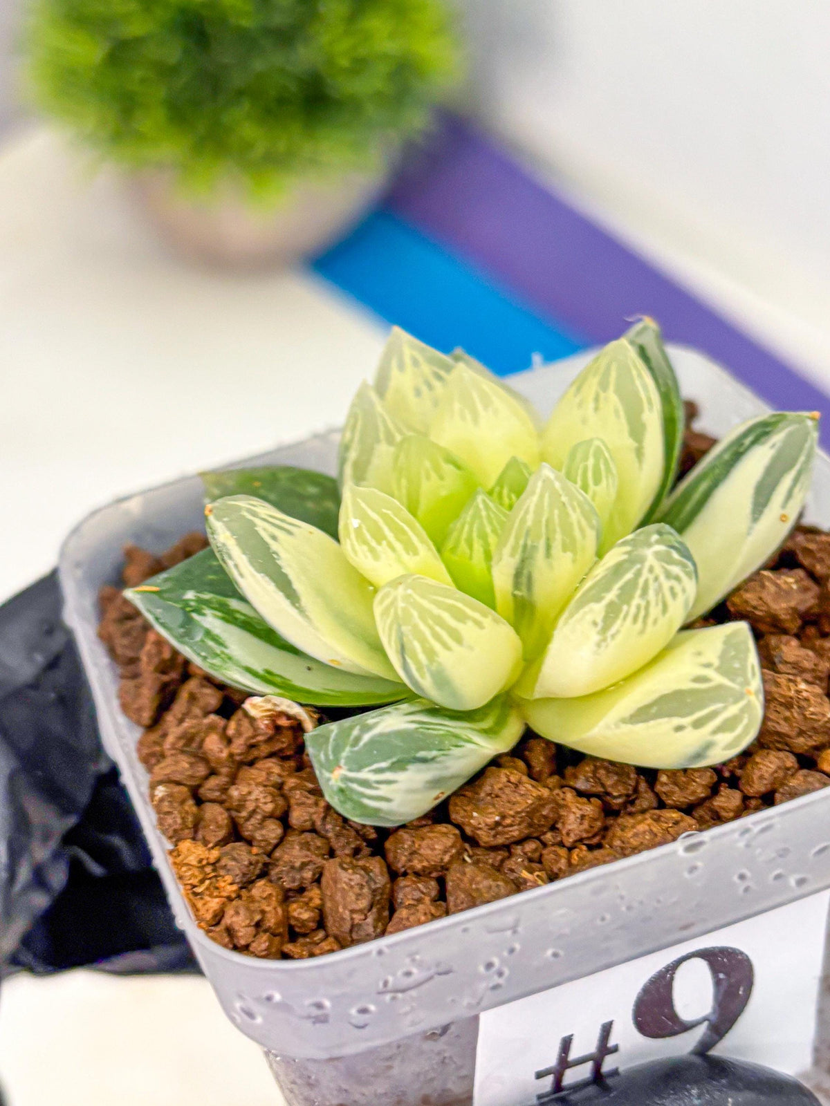 Haworthia Obtusa x Cymbiformis (wa10) (9) | Rare Succulent