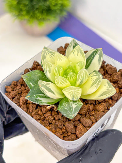 Haworthia Obtusa x Cymbiformis (wa10) (9) | Rare Succulent