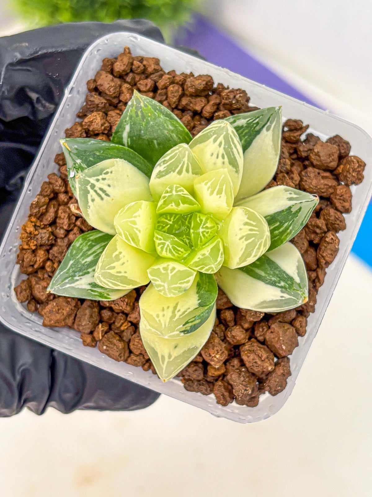 Haworthia Obtusa x Cymbiformis (wa10) (9) | Rare Succulent