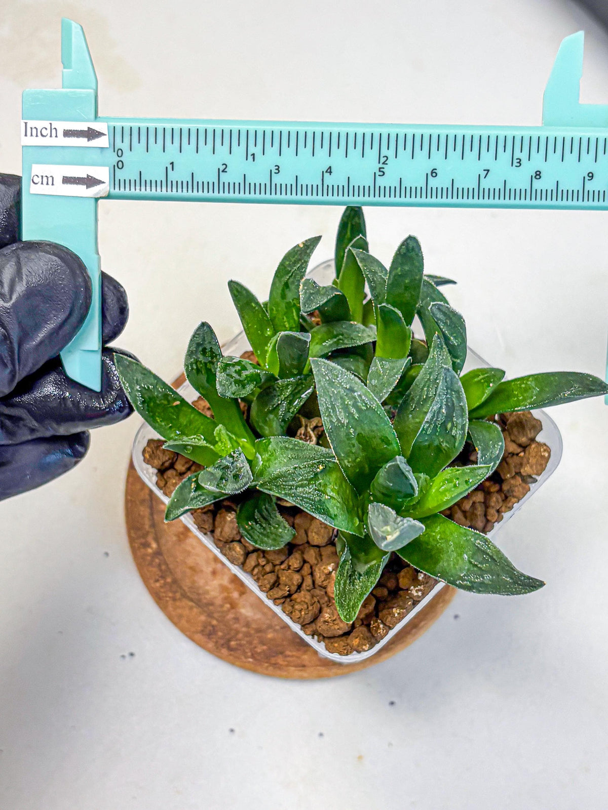 Haworthia Tiger Pygmaea (wa10) (11) | Rare Succulent