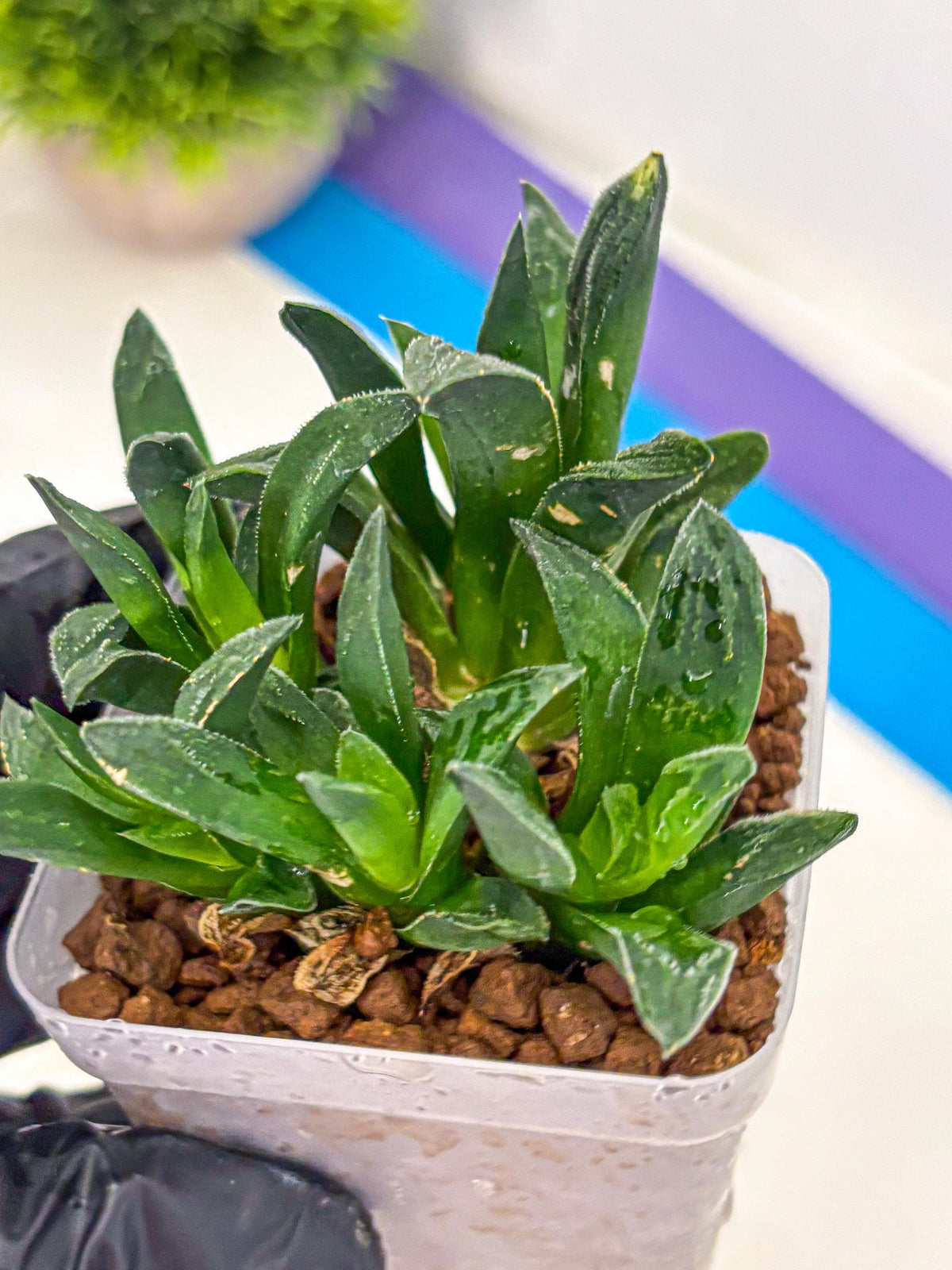 Haworthia Tiger Pygmaea (wa10) (11) | Rare Succulent