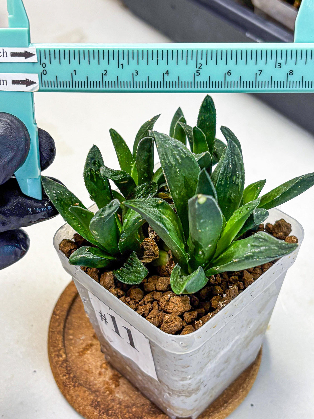 Haworthia Tiger Pygmaea (wa10) (11) | Rare Succulent