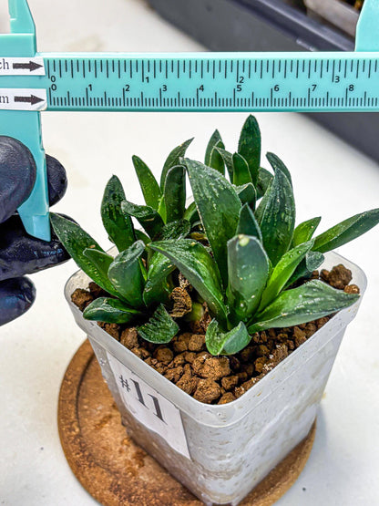 Haworthia Tiger Pygmaea (wa10) (11) | Rare Succulent