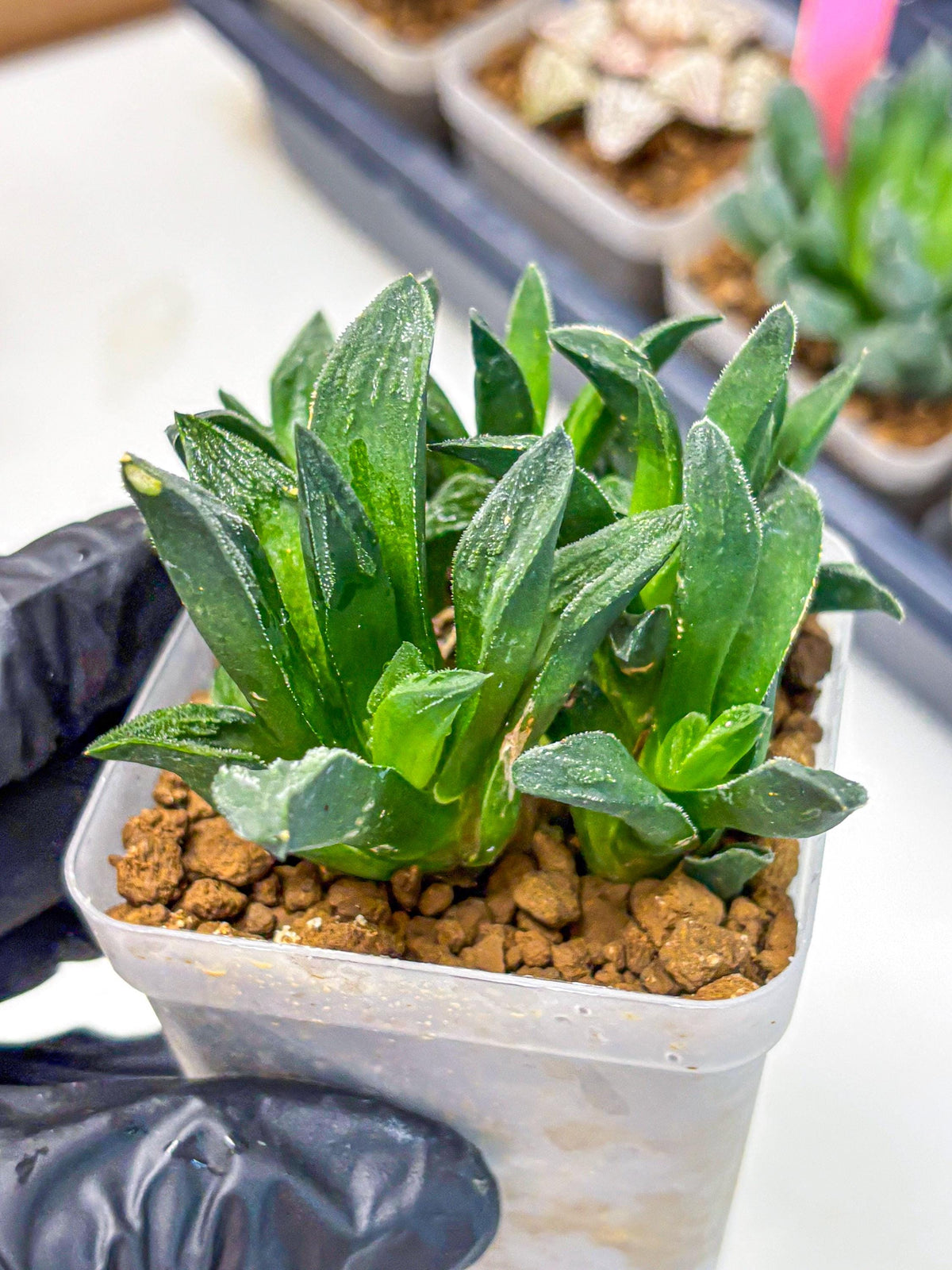 Haworthia Tiger Pygmaea (wa10) (11) | Rare Succulent