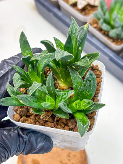 Haworthia Tiger Pygmaea (wa10) (11) | Rare Succulent