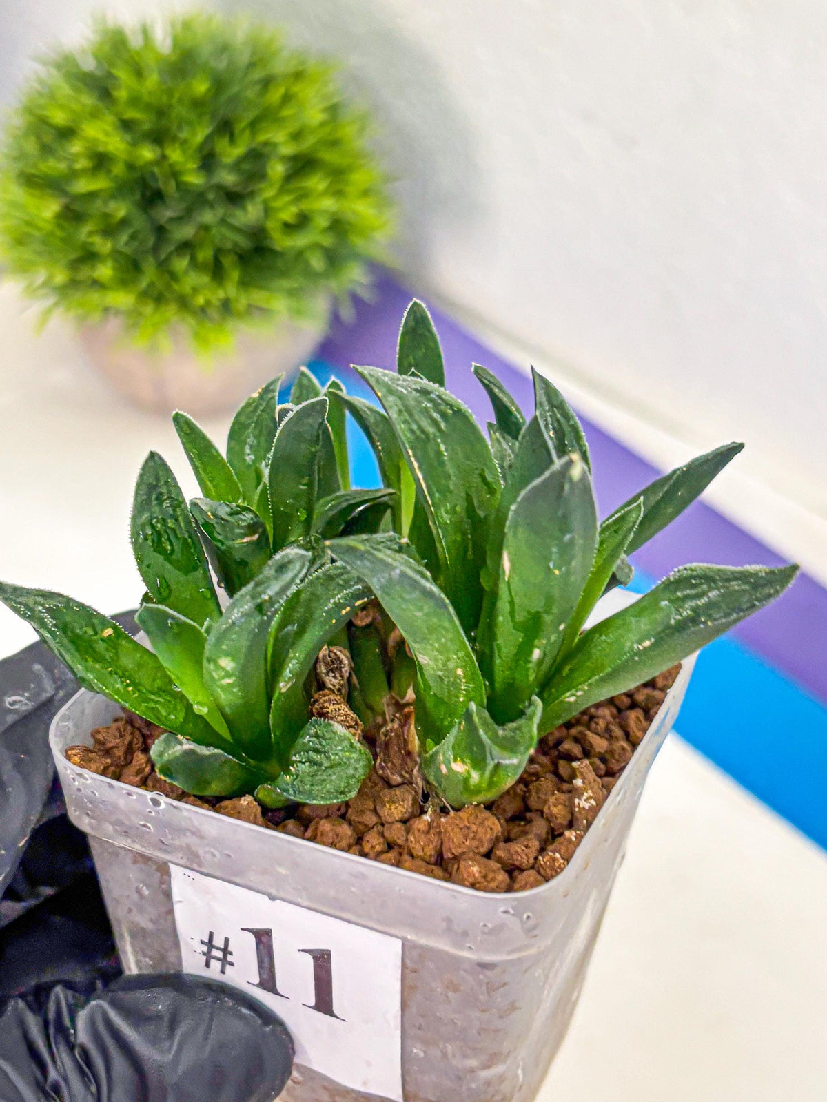Haworthia Tiger Pygmaea (wa10) (11) | Rare Succulent