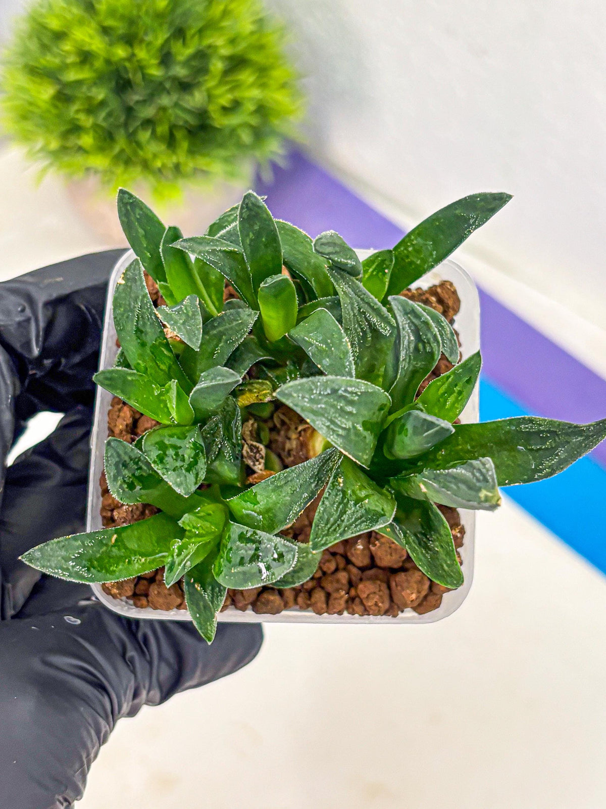 Haworthia Tiger Pygmaea (wa10) (11) | Rare Succulent