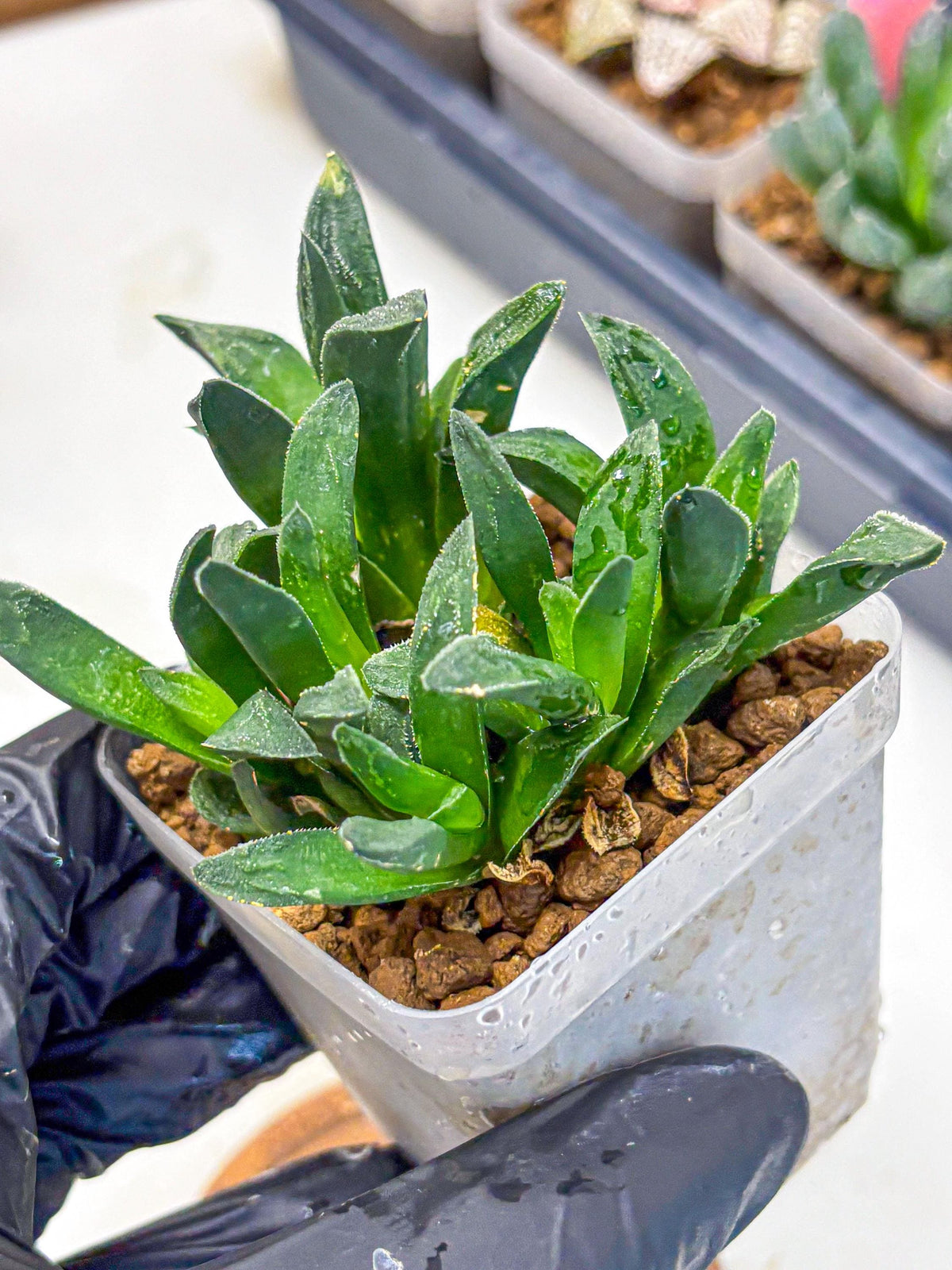 Haworthia Tiger Pygmaea (wa10) (11) | Rare Succulent