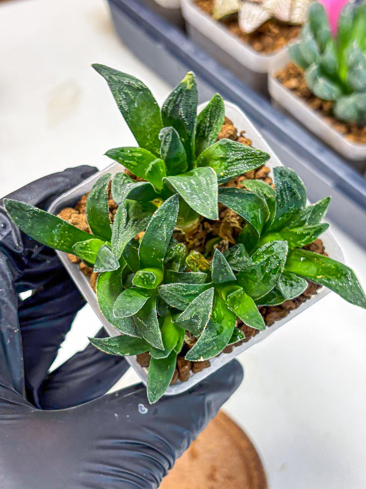 Haworthia Tiger Pygmaea (wa10) (11) | Rare Succulent