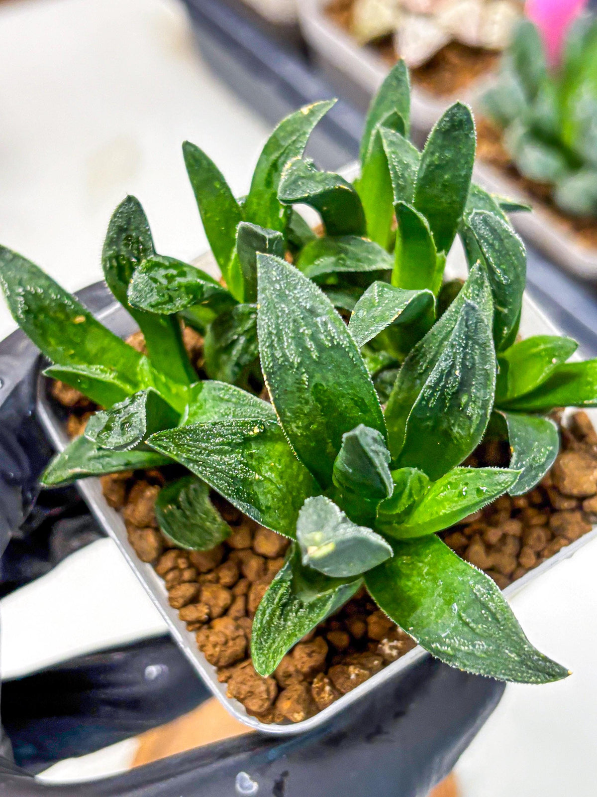 Haworthia Tiger Pygmaea (wa10) (11) | Rare Succulent
