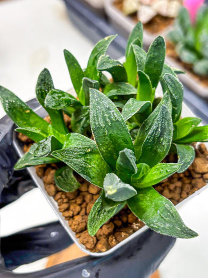 Haworthia Tiger Pygmaea (wa10) (11) | Rare Succulent