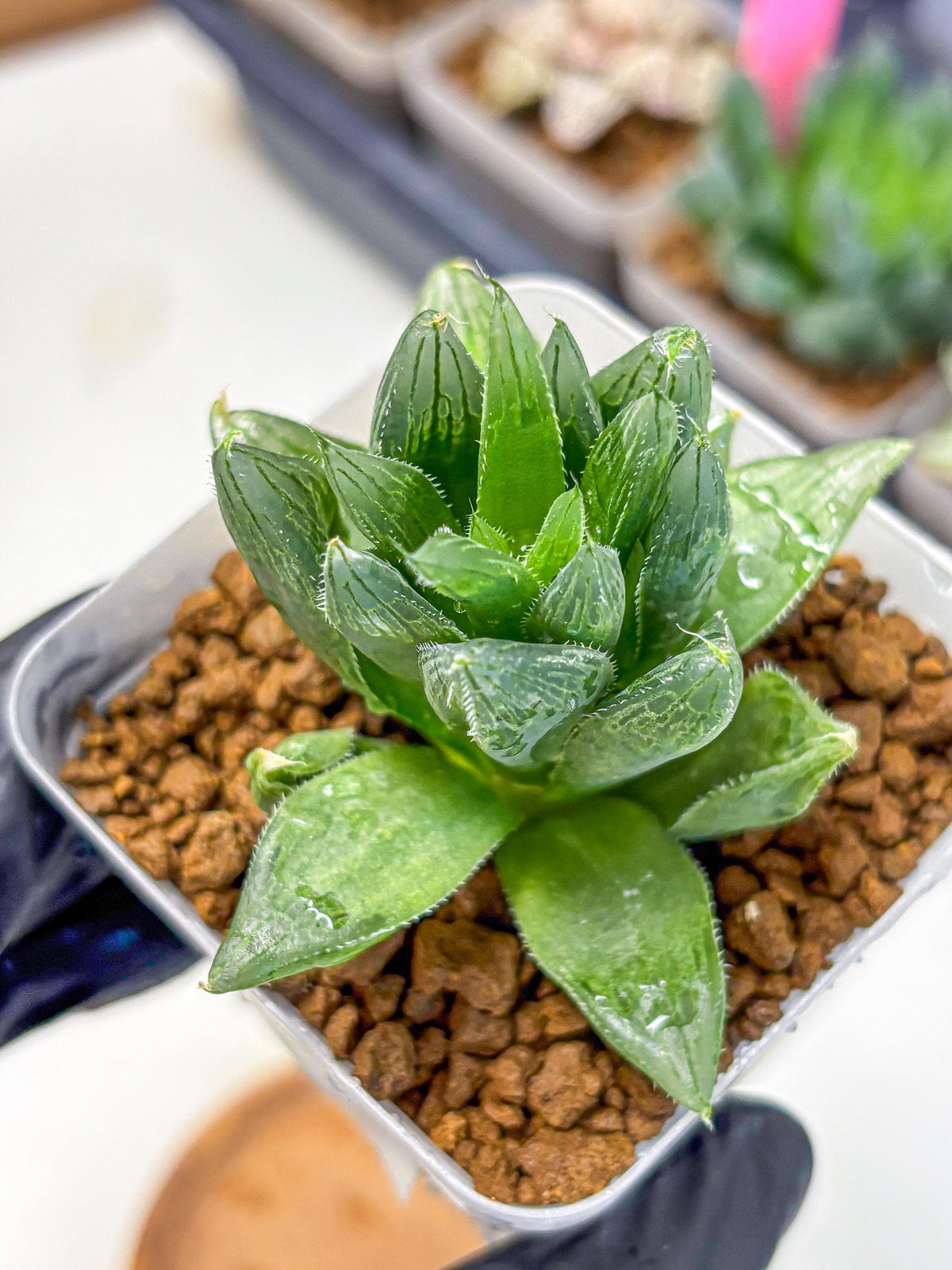 Haworthia Obtusa Hyb (wa10) (12) | Rare Succulent