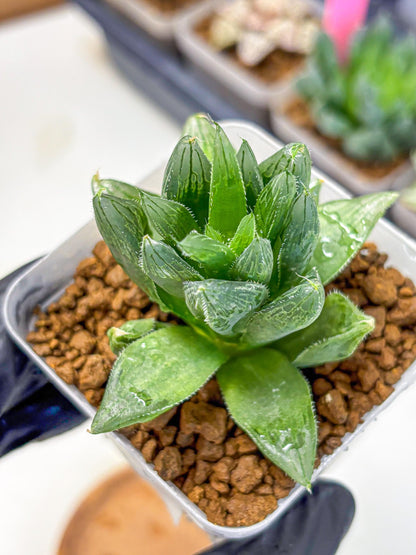 Haworthia Obtusa Hyb (wa10) (12) | Rare Succulent