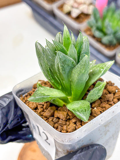 Haworthia Obtusa Hyb (wa10) (12) | Rare Succulent