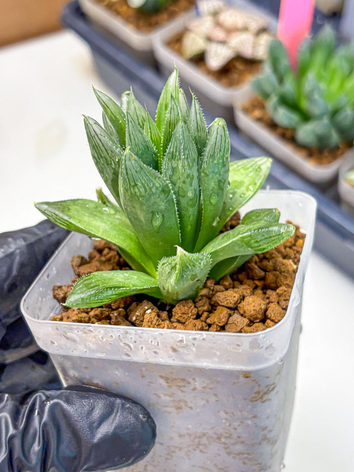 Haworthia Obtusa Hyb (wa10) (12) | Rare Succulent