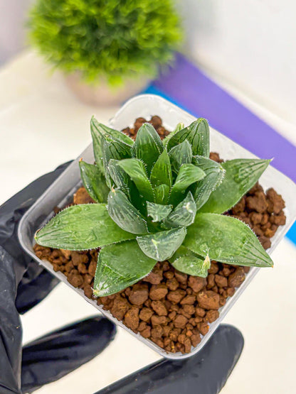 Haworthia Obtusa Hyb (wa10) (12) | Rare Succulent