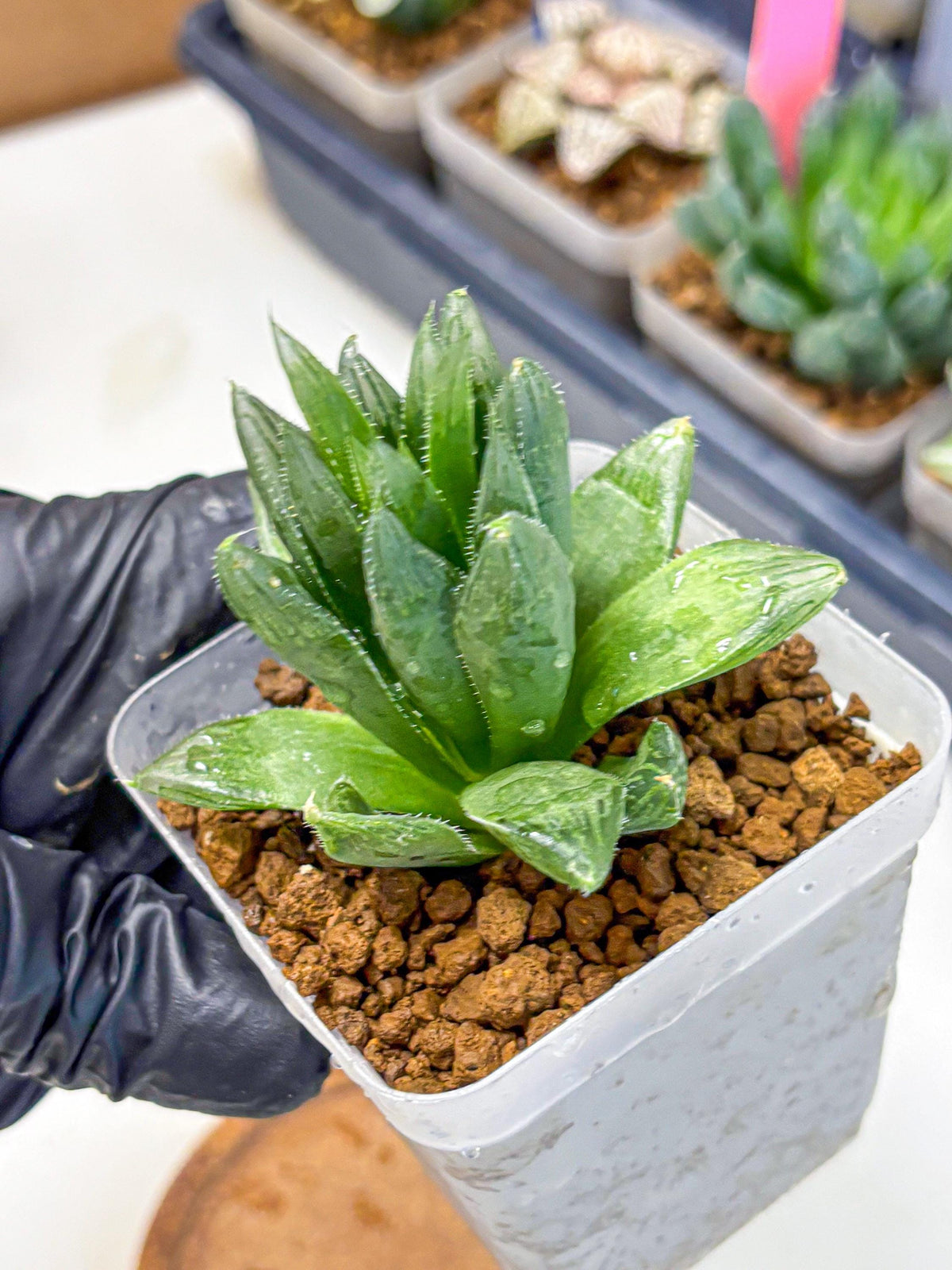 Haworthia Obtusa Hyb (wa10) (12) | Rare Succulent