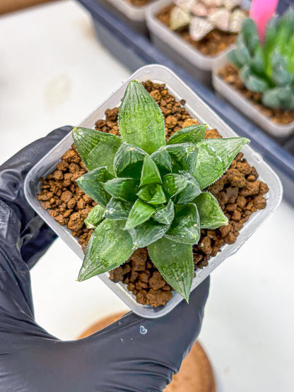 Haworthia Obtusa Hyb (wa10) (12) | Rare Succulent