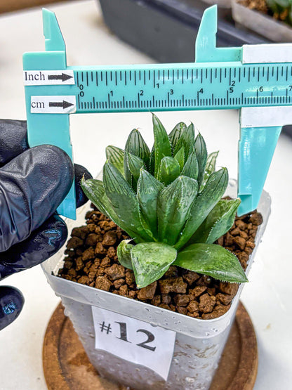 Haworthia Obtusa Hyb (wa10) (12) | Rare Succulent