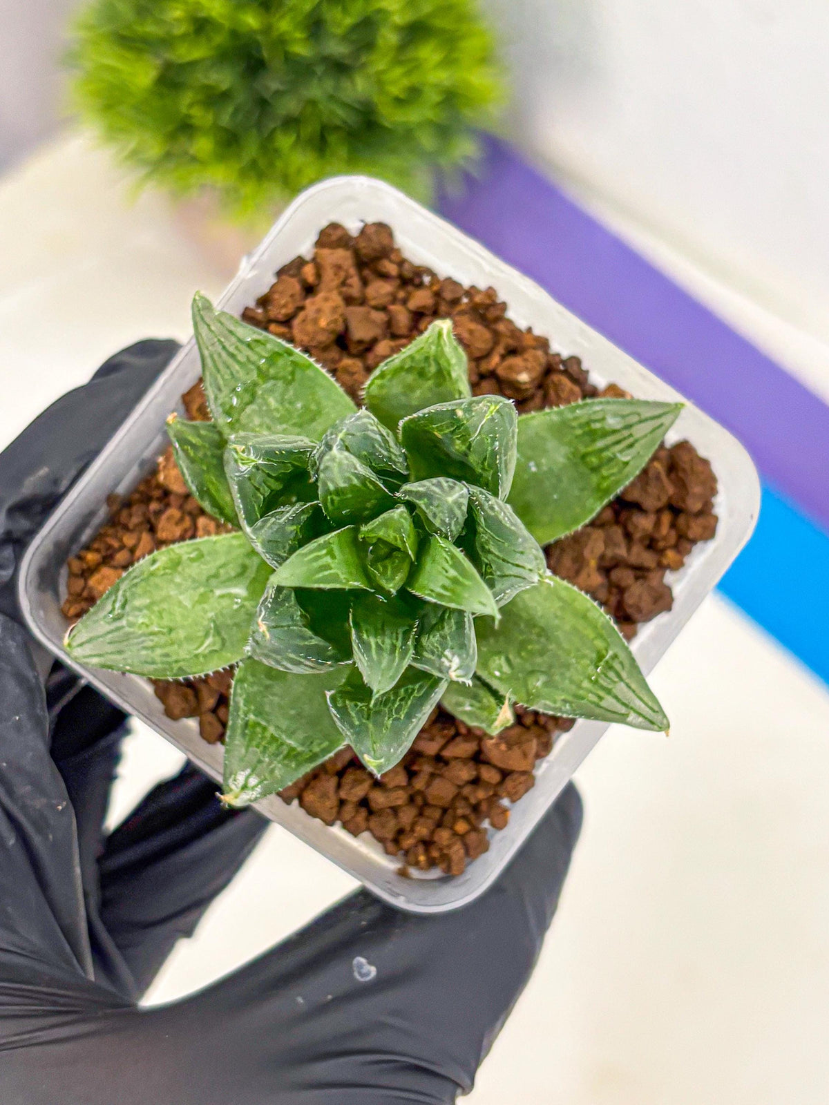Haworthia Obtusa Hyb (wa10) (12) | Rare Succulent