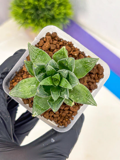 Haworthia Obtusa Hyb (wa10) (12) | Rare Succulent