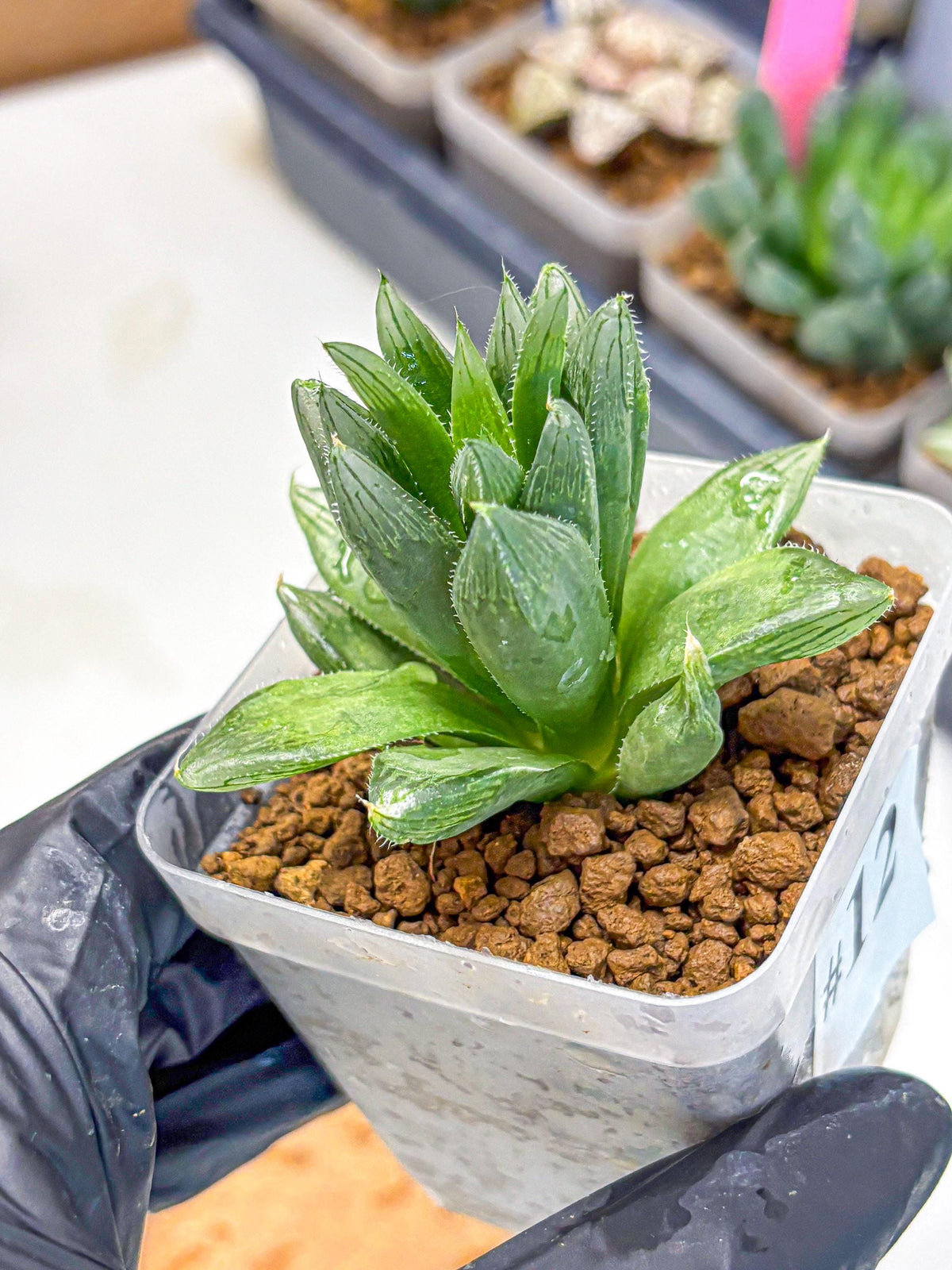 Haworthia Obtusa Hyb (wa10) (12) | Rare Succulent