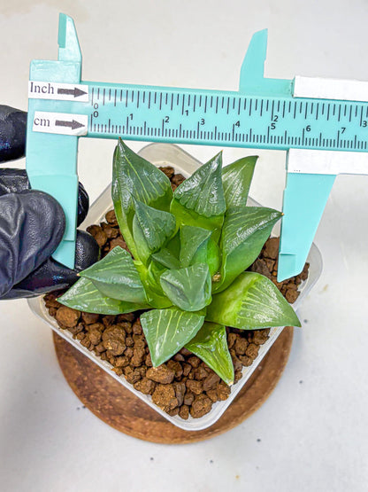 Haworthia Mutica Hyb (wa10) (13) | Rare Succulent