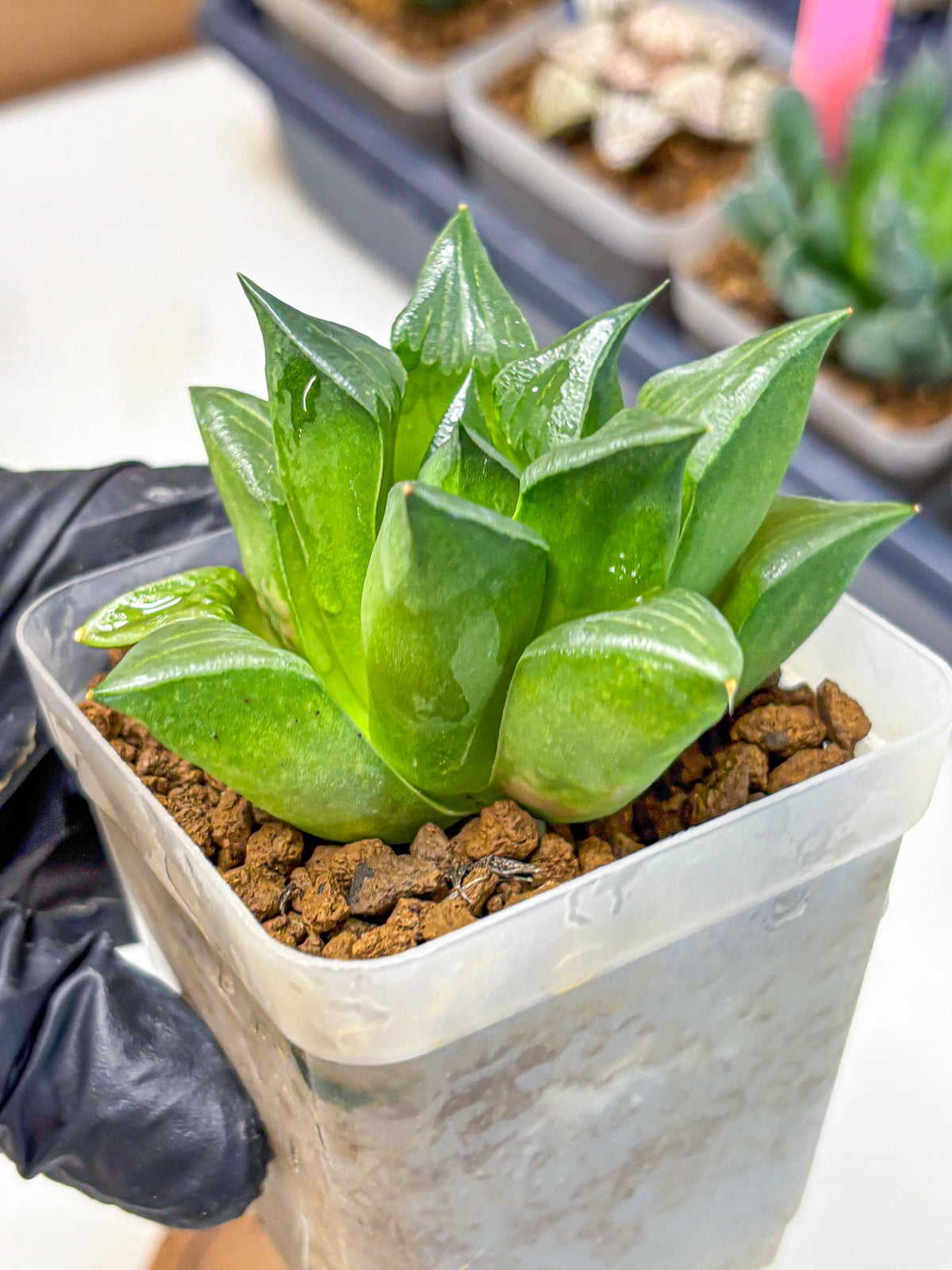 Haworthia Mutica Hyb (wa10) (13) | Rare Succulent
