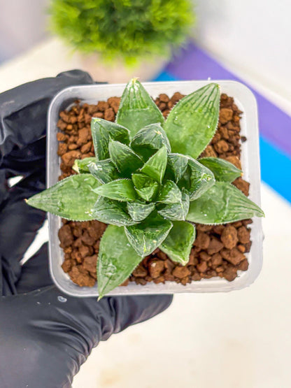 Haworthia Obtusa Hyb (wa10) (12) | Rare Succulent