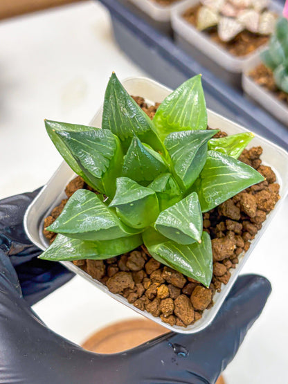 Haworthia Mutica Hyb (wa10) (13) | Rare Succulent