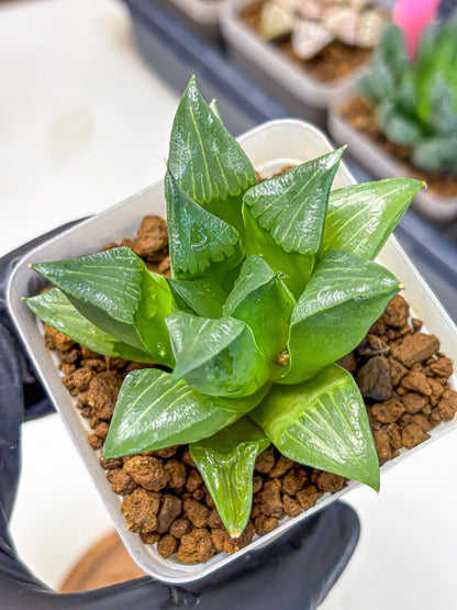 Haworthia Mutica Hyb (wa10) (13) | Rare Succulent